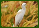 Kumarkom Bird Sanctuary
