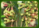 Spice Plantation Kerala