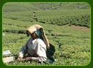 Tea Garden Munnar Kerala