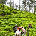 Kerala Tea and Coffee Gardens