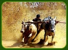 Cattle race, Thrissur